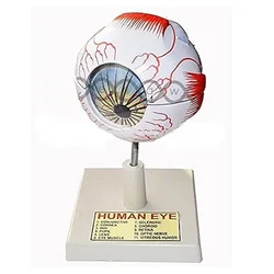 Bello Eye Anatomy Model with Removable Stand for Science Laboratories