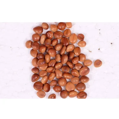 Cassia Javanica (Pink Shower Tree) Apple Blossom Tree Seeds 100G