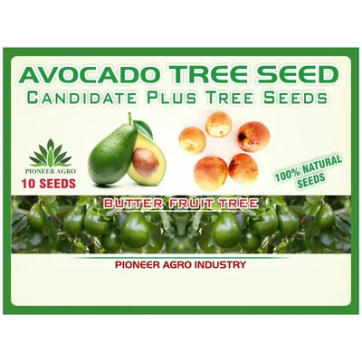 Pioneer Agro Avocado Tree Seed (10 Seeds) Butter Fruit Tree Seeds for Home Gardening and Commercial Orchard Cultivation