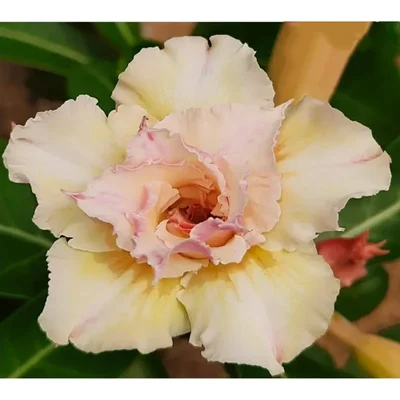 Grafted Adenium CR225 Flowering Plant With Pots, Drought-Tolerant Plants Used For Outdoor Planting