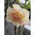 Grafted Adenium CR225 Flowering Plant With Pots, Drought-Tolerant Plants Used For Outdoor Planting