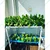 Pindfresh Hydroponics Ayozari - 54 NFT System (54 Plants), For Indoor & Outdoor Set-Up