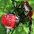 Honda Backpack Brush Cutter UMR435T L2ST, With 4 Stroke 35.8 Engine For Crop Cutting & Lawn Grass Cutting