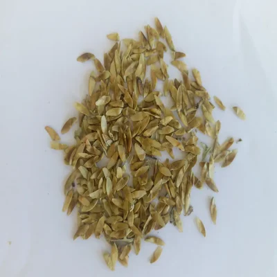 Lagerstroemia Lanceolata (Ben Teak) Tree Seeds - (100g)