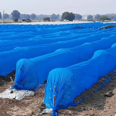 High Quality 17 GSM 625 meter Long Non Woven Blue Color Crop Protection Cover(Size-1.6 x 625 meter)