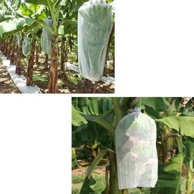 Skav Naturals Non Woven Banana Bunch Cover 17 GSM 21 x 48 Inch (Pack of 50) UV Protection Bag for Insect Control
