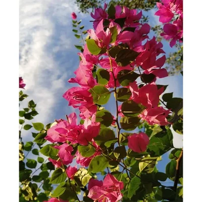 GEBDINSH Bougainvillea Vine | Premium Live Starter Plant & High-Viability Cuttings (60-70Seeds/ Packet)