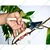 Sunya 320049 Professional Bypass Pruner for Branch Cutting of 14mm Cutting Diameter