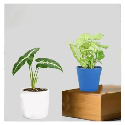 Deep Green Syngonium & Light Green Syngonium Plants Combo Pack With Pots Used For Both Indoor & Outdoor Planting