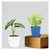 Deep Green Syngonium & Light Green Syngonium Plants Combo Pack With Pots Used For Both Indoor & Outdoor Planting