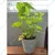 Deep Green Syngonium & Light Green Syngonium Plants Combo Pack With Pots Used For Both Indoor & Outdoor Planting
