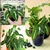 Deep Green Syngonium & Light Green Syngonium Plants Combo Pack With Pots Used For Both Indoor & Outdoor Planting
