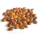 Cassia Fistual (Sarakkondrai) Tree Seeds 100G