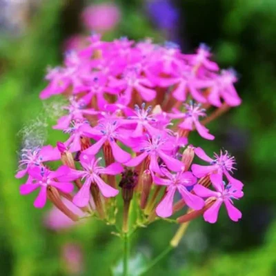 GEBDINSH Silene Armeria Sweet William Catchfly Seeds | Hybrid Quality for Home, Balcony, and Terrace Flower Gardening