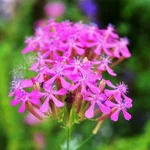 GEBDINSH Silene Armeria Sweet William Catchfly Seeds | Hybrid Quality for Home, Balcony, and Terrace Flower Gardening