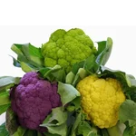 GEBDINSH Cauliflower Vegetable Seeds High Germination Hybrid for Home Kitchen Gardening and Terrace Farming