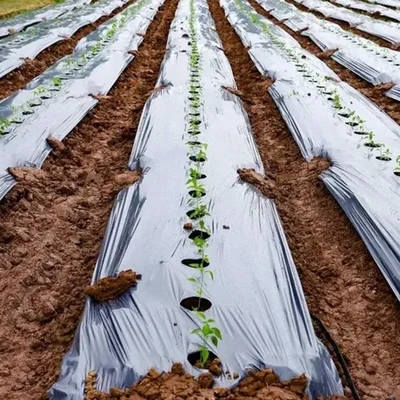 Siddhi 30 micron Black and Silver Mulching Sheet with Center Hole (Size : 3.25 feet x 400 meter)