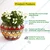 Ecofynd 4 inches Ceramic Clay Plant Pots with Drainage Hole for Living Room Bedroom Interior and Home Garden Decoration