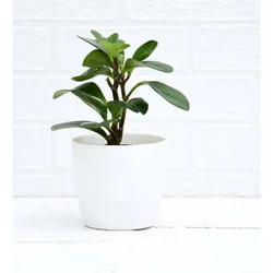 Ecofynd White Ceramic Metal Planter Pot | Used as a Home Decoration Item