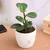 Ecofynd White Ceramic Metal Planter Pot | Used as a Home Decoration Item