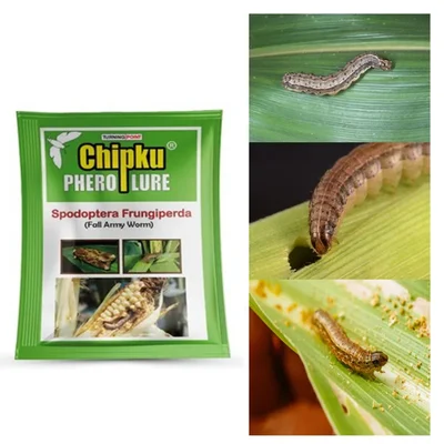 Chipku Pheromone Lure | Fall Army Worm Trap Lure (10 Pieces) For Maize, Rice, Sugarcane etc 