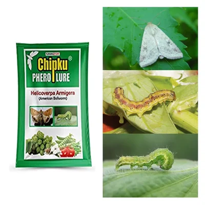 Chipku American Bollwarm Lure (10 Pieces) for Cotton, Pea, Tomato, etc.