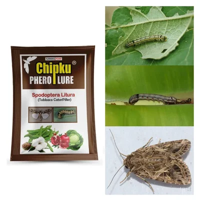 Chipku Tobacco Caterpillar Lure (10 Pieces) for Cotton, Sunflower, Groundnut, etc.
