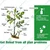 Chipku Turning Point Pure Neem Oil (1 Liter) Fine Quality Natural Organic Pesticide for Sprayers
