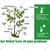 Chipku Turning Point Pure Neem Oil (5 Liter) Bulk Organic Pesticide for Sprayers & Farming