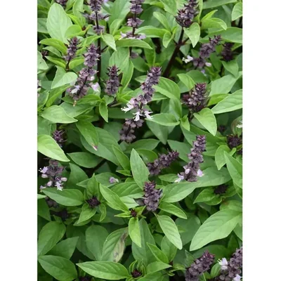 GEBDINSH GARDEN Organic Cinnamon Basil 30-40 Seeds Per Packet Partial Sun Kitchen Garden