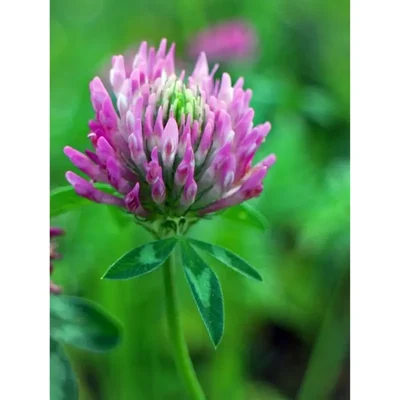 GEBDINSH Clover Seeds | High Germination Organic Hybrid Seeds | Kitchen Gardening Ground Cover (60-70 Seeds/ Packet)