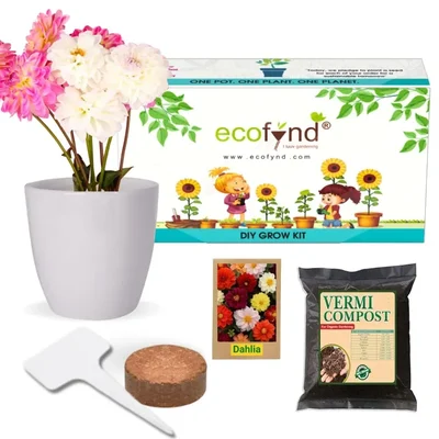Ecofynd GROWKIT010 Grow Kit of Dahlia Flower DIY Easy Grow it Yourself Gardening Kit for Home and Garden Set 