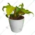 Philodendron Ceylon Golden Plants With Pot Used For Both Indoor & Outdoor Planting