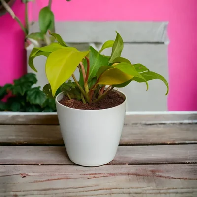 Philodendron Ceylon Golden Plants With Pot Used For Both Indoor & Outdoor Planting