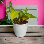 Philodendron Ceylon Golden Plants With Pot Used For Both Indoor & Outdoor Planting