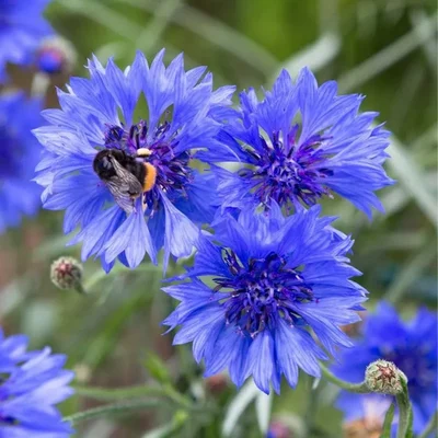 GEBDINSH Corn Flower Seeds| Premium High Germination OrganicHybrid Seeds | Cottage Gardening (60-70Seeds/Packet)