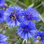 GEBDINSH Corn Flower Seeds| Premium High Germination OrganicHybrid Seeds | Cottage Gardening (60-70Seeds/Packet)