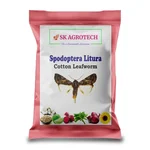 SK Agrotech Cotton Leafworm Lure | Spodoptera Litura