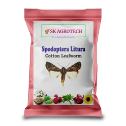 SK Agrotech Cotton Leafworm Lure | Spodoptera Litura(Quantity-5 packets)