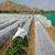 High Quality 25 GSM, 1.6 x 625 meter Non Woven Crop Protection Cover