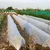 High Quality 3.2 x 625 meter Crop Protection Cover | Ideal for Agricultural and Gardening Purposes(GSM-17)