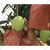 High Quality Mango Protection/Growth Cover with Carbon Layer (pack of 50 pieces)