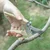 DAP 8805 Heavy Duty White High Carbon Steel Garden Bypass Pruning Shears 
