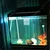 Boyu Aquarium Fish Breeding, Isolation, Hatchery Box for Fish Fry Net (Small (NB-3201) - Single)
