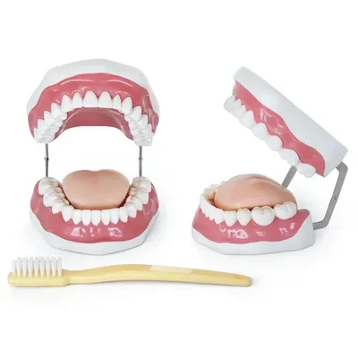 ConXport 28-Teeth Dental Care Model for Brushing & Flossing Demonstration Medical Grade PVC Teeth Anatomical