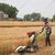 Sprayman Reaper Binder Machine With Self Start 9 HP Diesel Engine For Crop Harvesting  | 4GK90