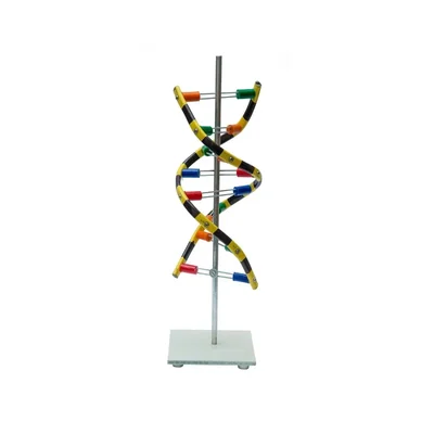 Labgo DNA Activity Model Double Helix for Advanced Biological and Genetic Studies
