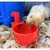 Chicken Drinker Cups, Automatic Water Refill Drinker for Poultry Farm(Pack-10 pcs )