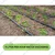 High Quality 16 mm Diameter, 900 meter Long Inline Drip Pipe with 40 cm Hole Spacing for Drip Irrigation