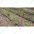 Kamal Agrotech 16 mm Inline Drip Pipe with 60 cm Hole Spacing for Drip Irrigation | 1000 meter and 0.2 mm wall thickness